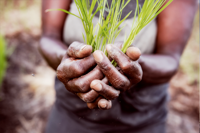 Sowing the seeds