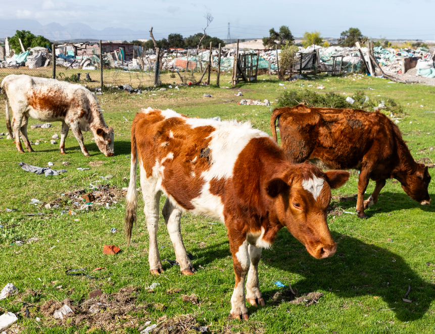 Cows/Catle