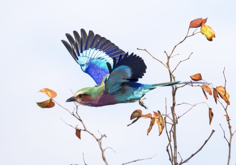 Kruger sustainability, lilac-breasted roller GroundUp