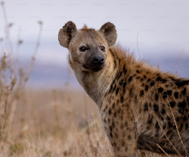 Hyena