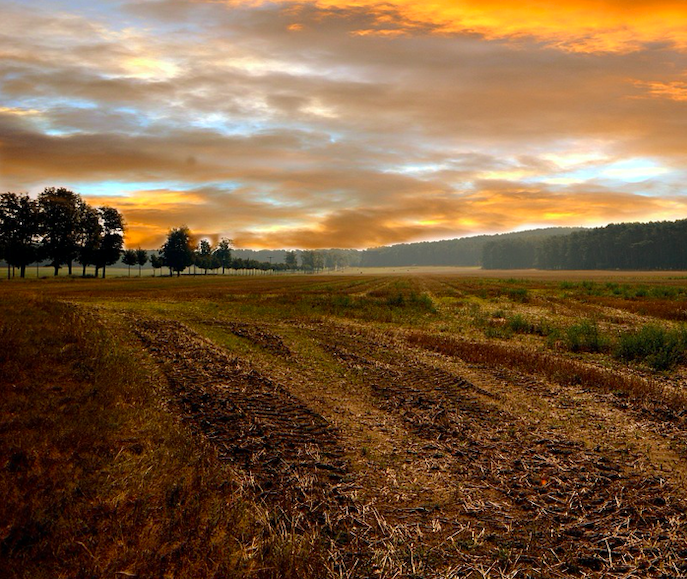 Land /Agriculture