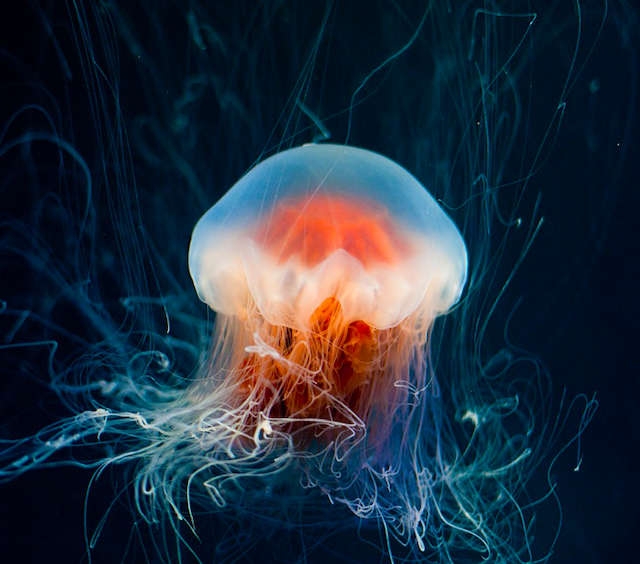 Jellyfish/species/Marine