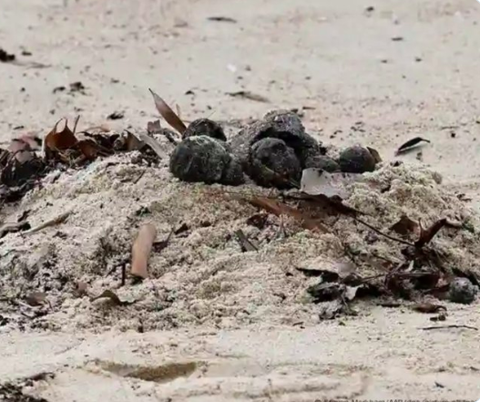 Sydney beaches/black balls