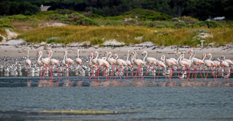 Table Mountain, flamingoes, GroundUp