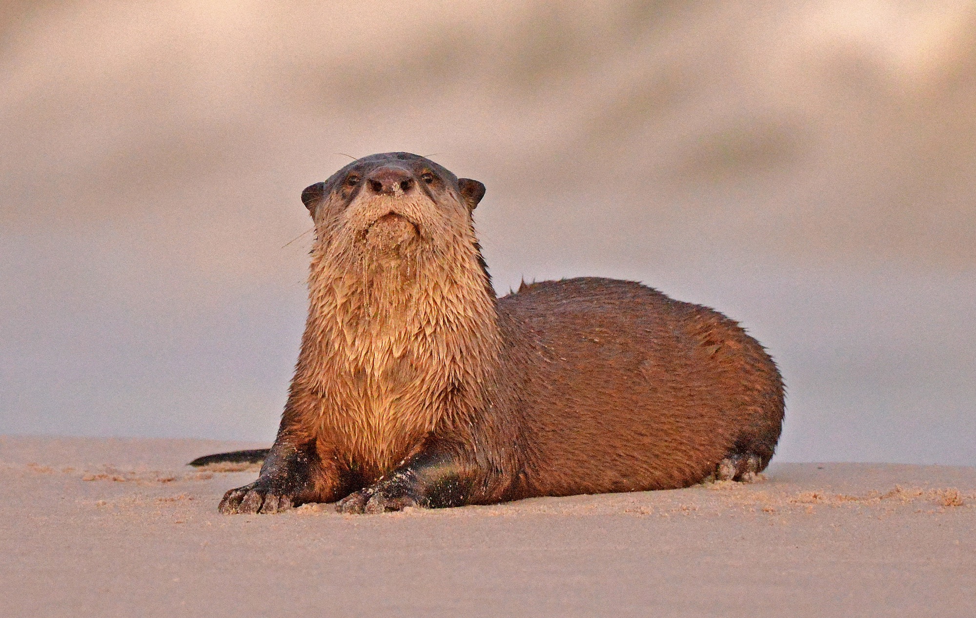 Table Mountain GroundUp, otter