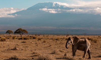 serengeti