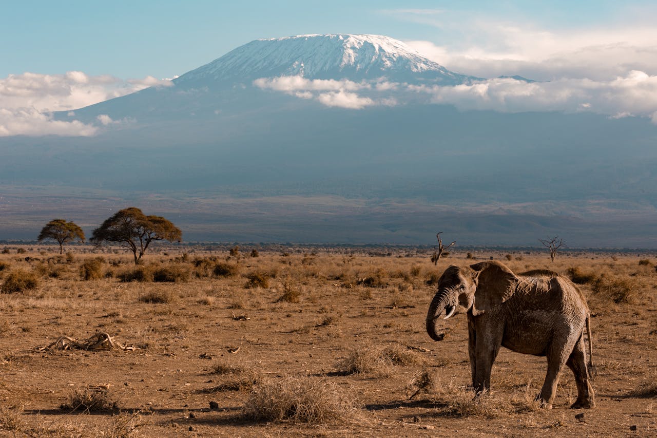 serengeti