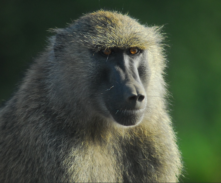 Baboon