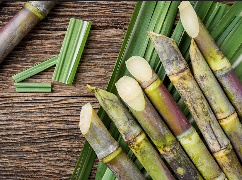 Sugarcane