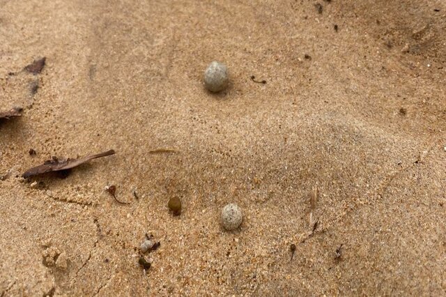 Sydney beaches