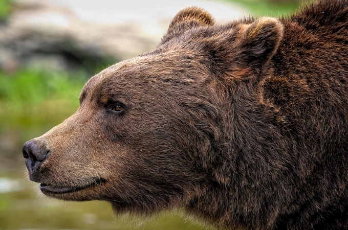 Brown Bear